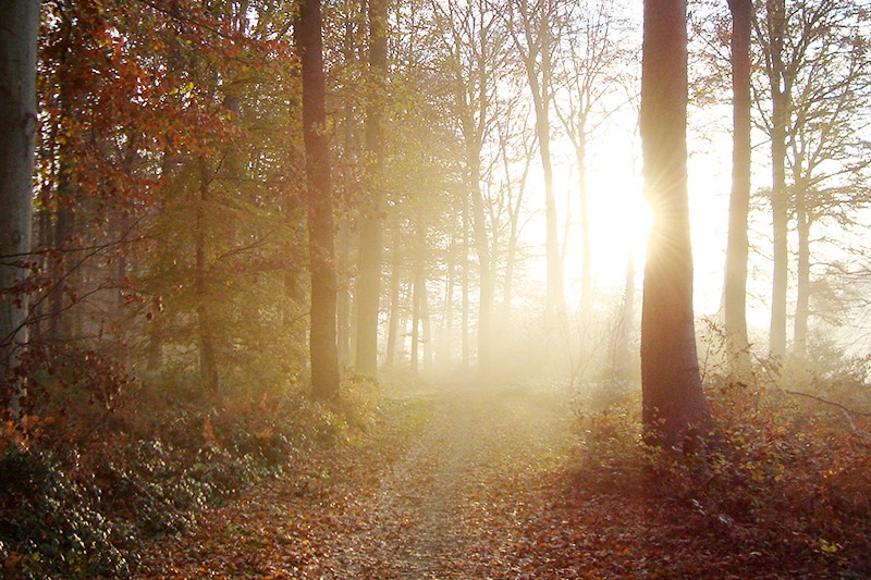 Der Niederrheinweg